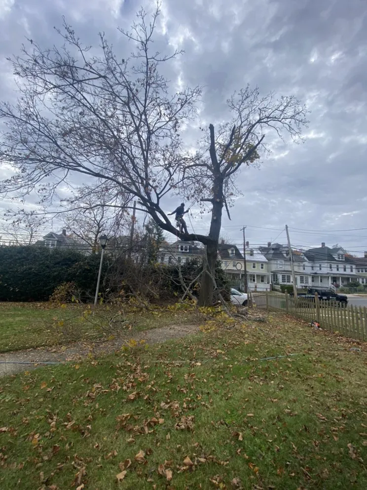 Custom landscaping services near you in Bridgeton, NJ by A&F Landscaping Services