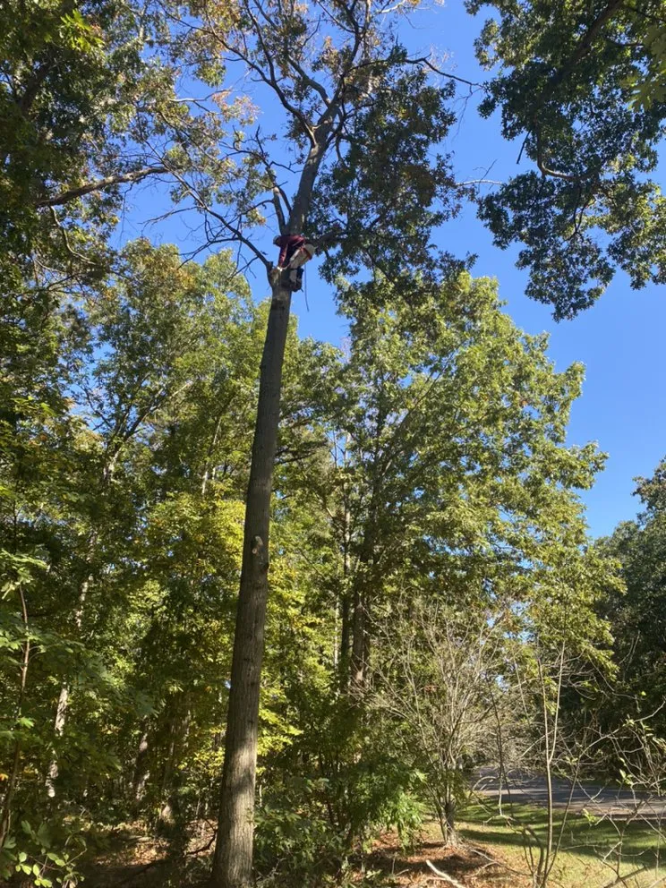 Top-rated yard cleanup service experts serving Bridgeton, NJ - A&F Landscaping Services