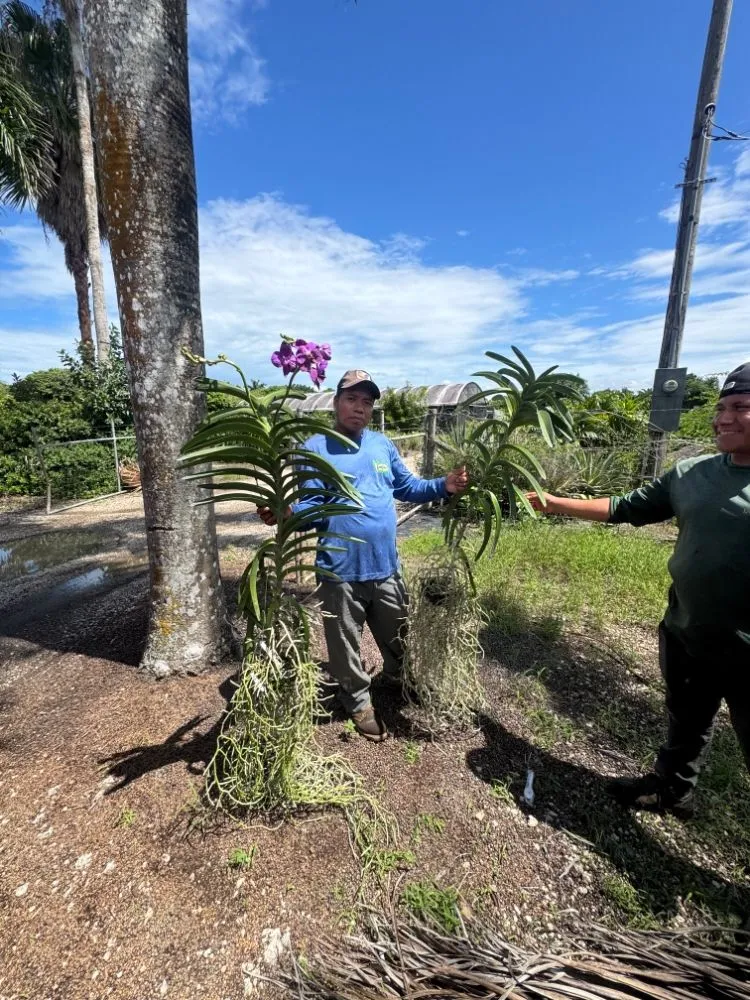 Trusted yard cleanup service experts serving Homestead, FL - A&F Lawn Care