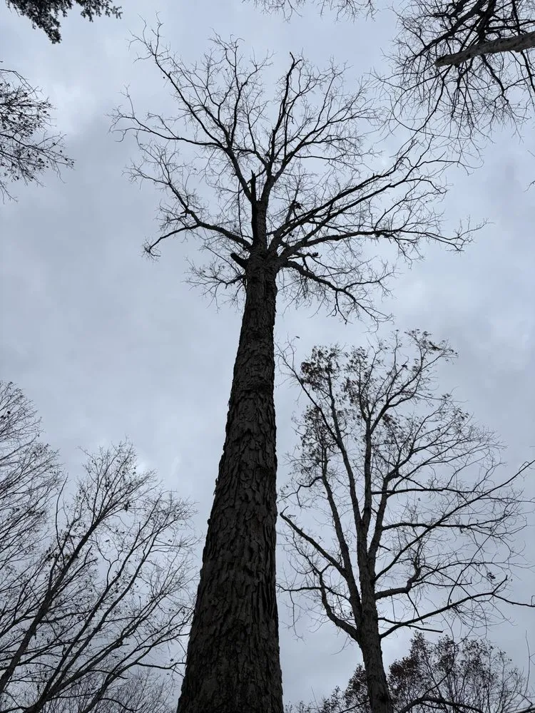 Top-rated landscaping services in Culpeper, VA by A&F Tree Service & Landscaping