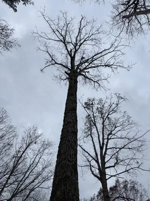A&F Tree Service & Landscaping Logo