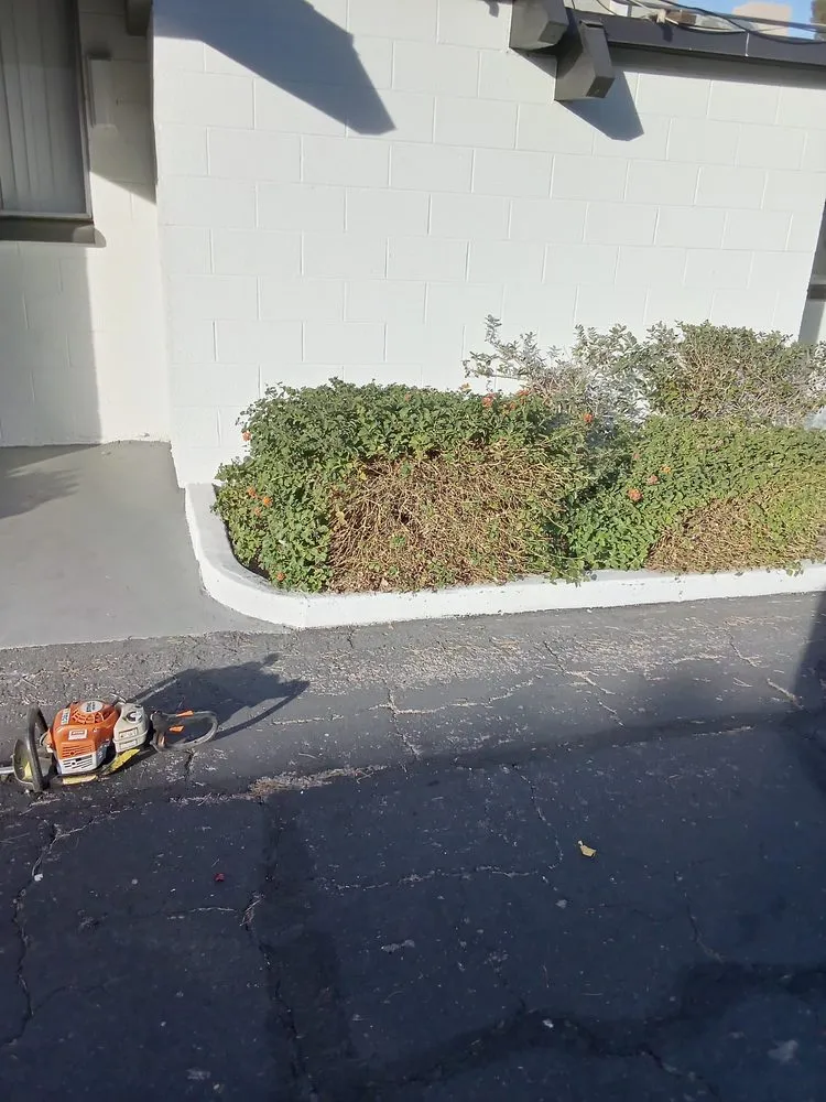 Local landscape design in Enterprise, NV by AF Tree Service