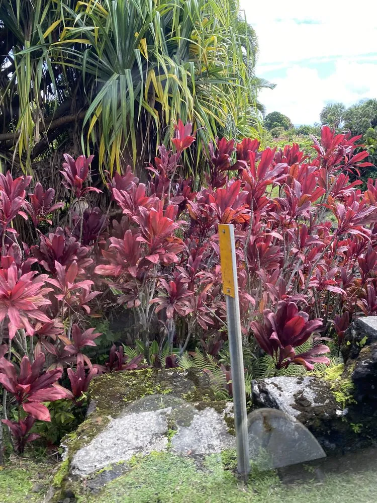 Affordable garden landscaping for residential properties in San Rafael, CA by Aff Building Services