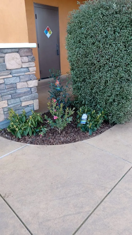 Custom landscaping services in San Rafael, CA by Aff Building Services