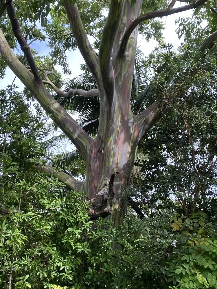 Local landscaping services for residential properties across San Rafael, CA - Aff Building Services