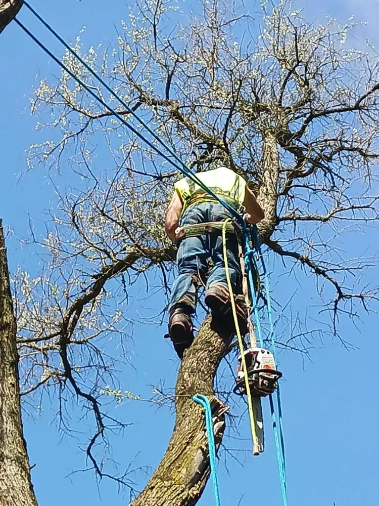 Top-rated lawn care service near you in Pontiac, MI by Affectionate Tree And Landscape Service