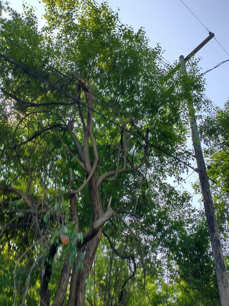 Reliable yard cleanup service in Pontiac, MI - Affectionate Tree And Landscape Service