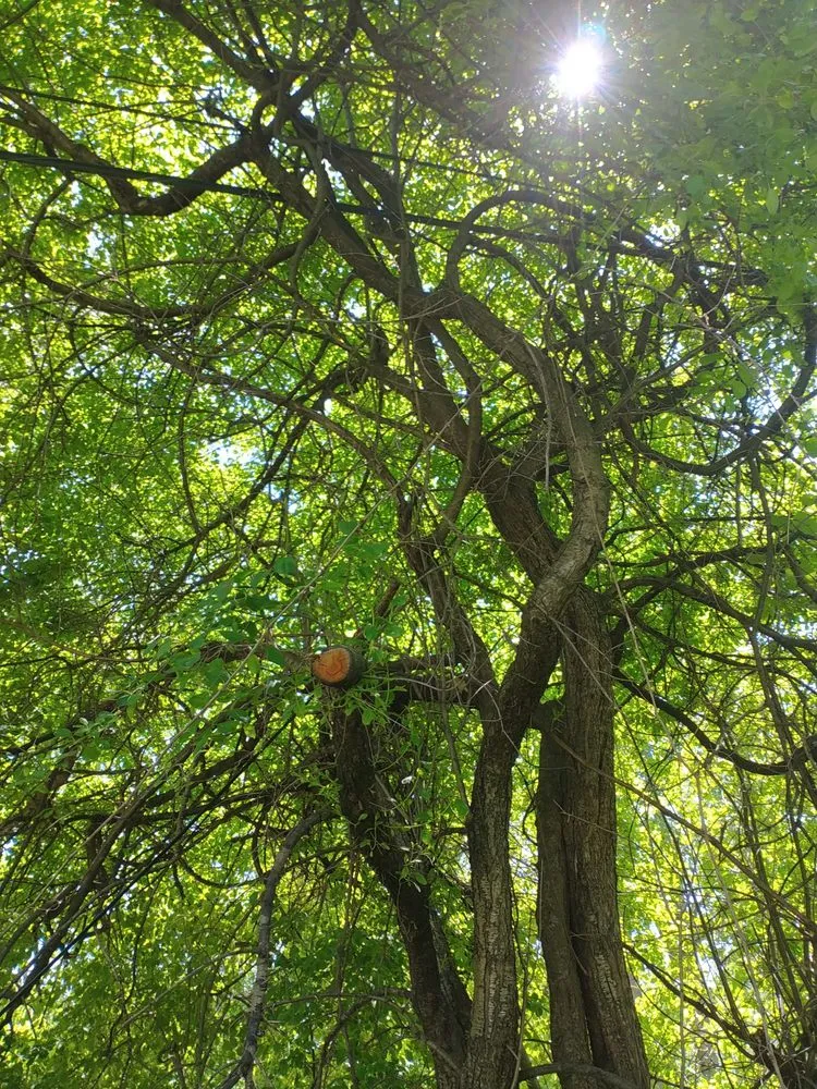 Professional residential landscaping experts serving Pontiac, MI - Affectionate Tree And Landscape Service