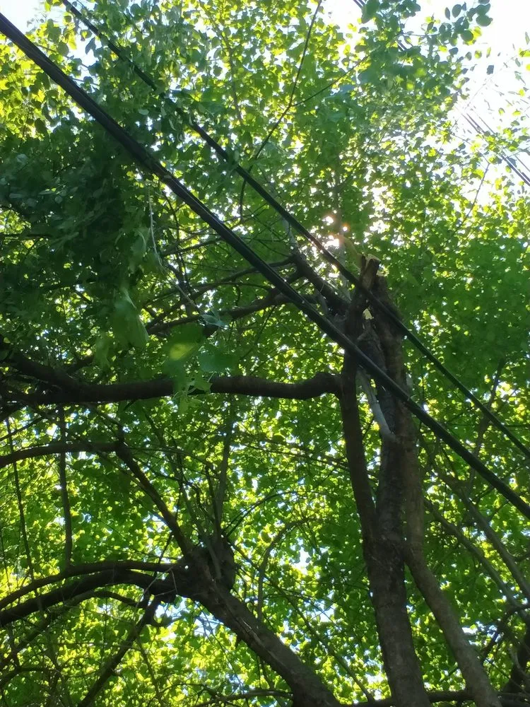 Custom yard cleanup service in Pontiac, MI by Affectionate Tree And Landscape Service