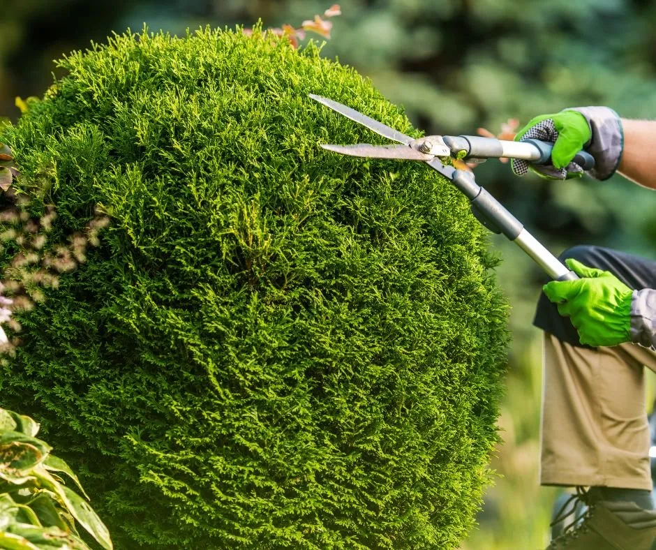 Reliable landscaping services in Lexington, SC by Affinity Landscaping