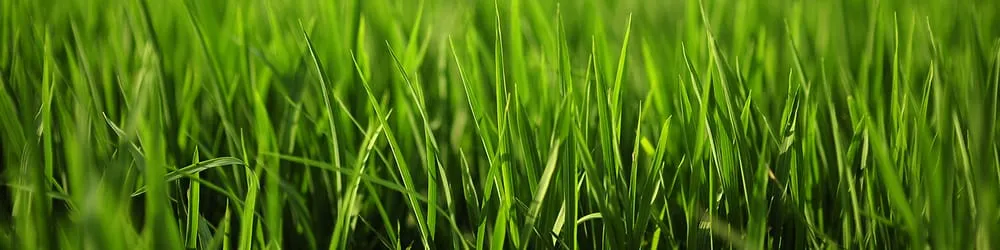 Top-rated outdoor landscaping experts serving Terryville, CT - Affinity Landscaping