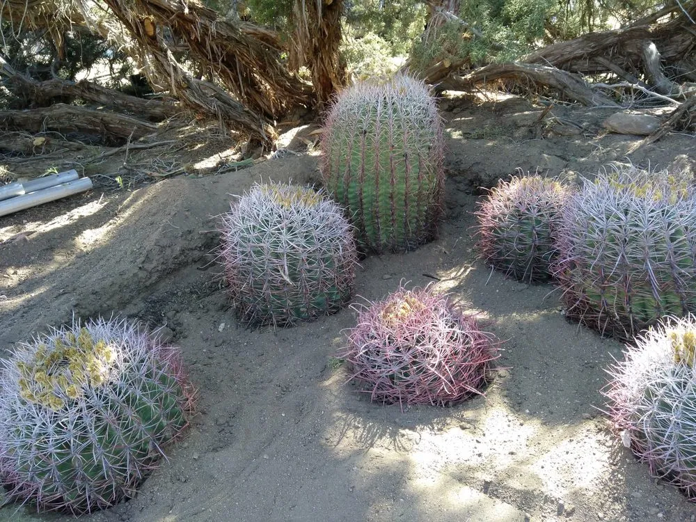 Affordable outdoor landscaping in Yucca Valley, CA - Affordable Cleaning and Landscape