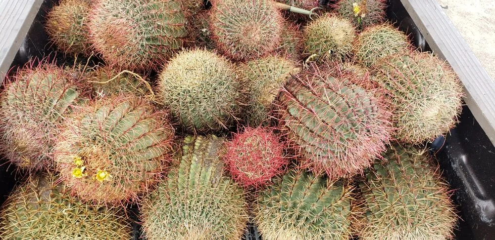 Local yard cleanup service experts serving Yucca Valley, CA - Affordable Cleaning and Landscape