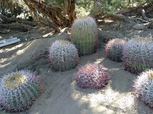 Affordable Cleaning and Landscape