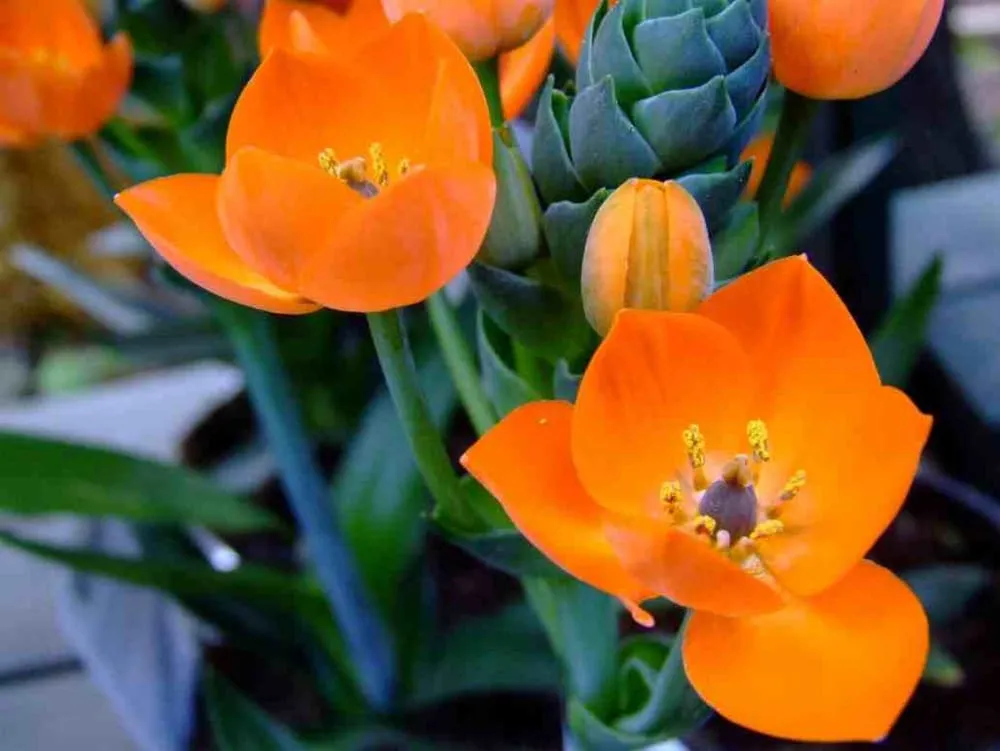 Trusted yard cleanup service in San Francisco, CA by Affordable Fencing and Gardening