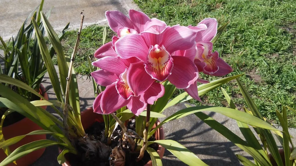 Top-rated landscape installation in San Francisco, CA - Affordable Fencing and Gardening