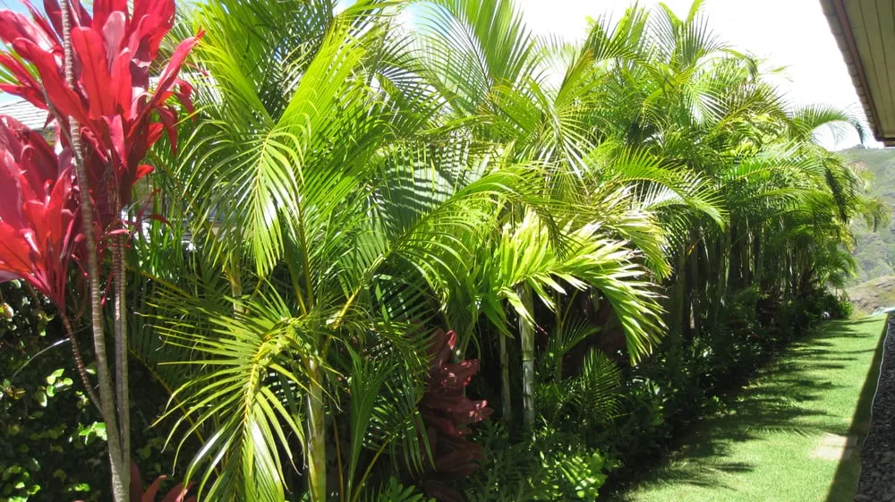 Affordable outdoor landscaping in Honolulu, HI by Affordable General Services