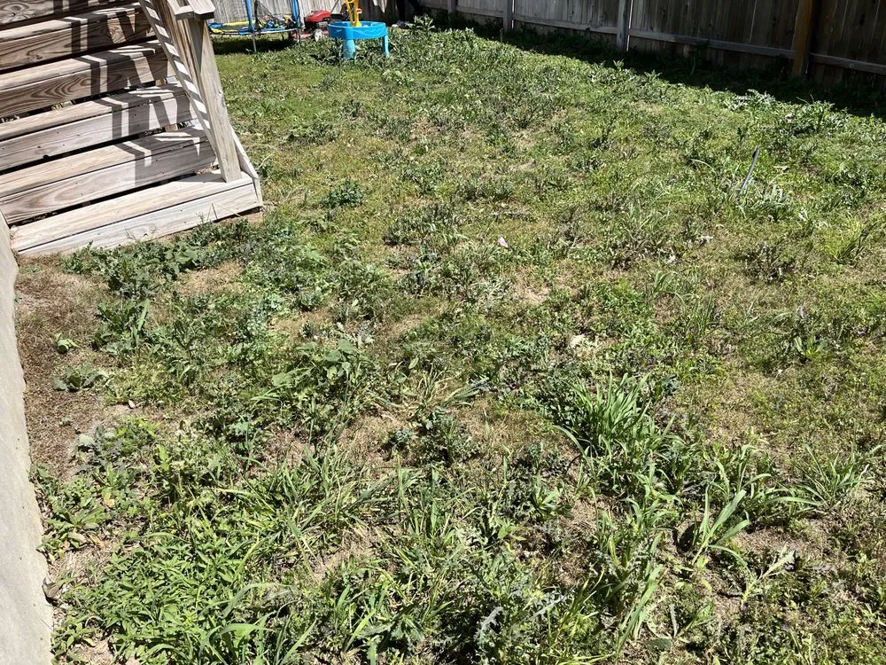 Top-rated lawn mowing service with custom design in New Braunfels, TX by Affordable Green Solutions