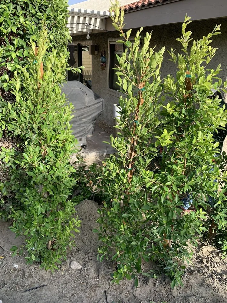 Top-rated landscape installation in Cathedral City, CA - Affordable Irrigation Tech