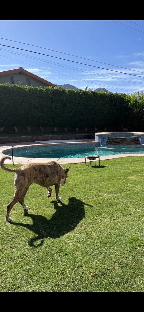 Affordable yard cleanup service with custom design in Cathedral City, CA by Affordable Irrigation Tech