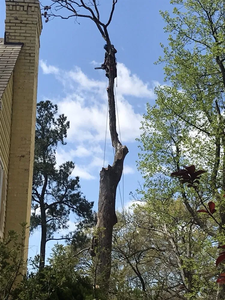 Professional landscaping services for beautiful yards across Baltimore, MD - Affordable K