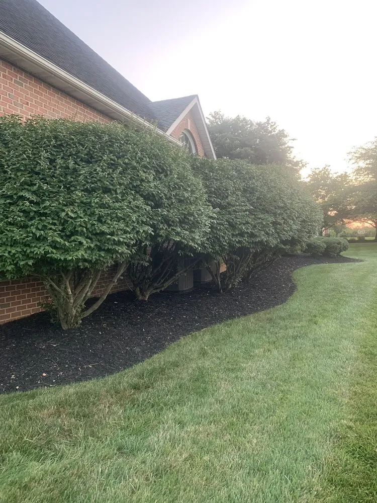 Reliable yard cleanup service experts serving Baltimore, MD - Affordable K