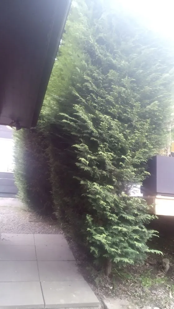 Custom yard maintenance for year-round maintenance across Seattle, WA - Affordable Landscape And Maintenance