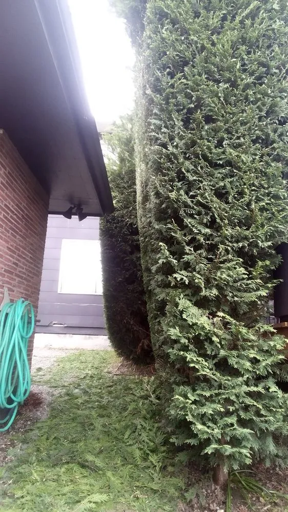 Professional landscape design for year-round maintenance across Seattle, WA - Affordable Landscape And Maintenance