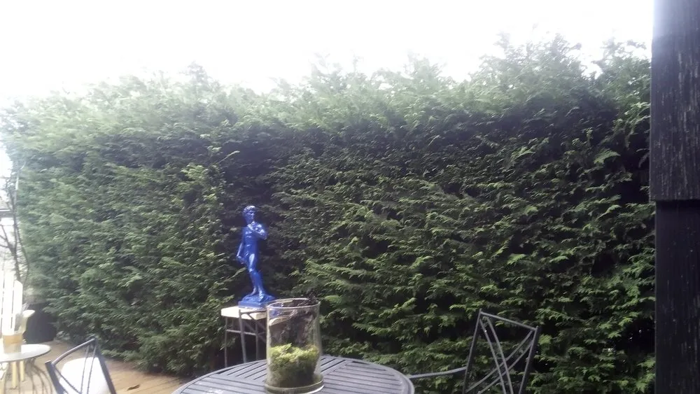 Trusted yard cleanup service experts serving Seattle, WA - Affordable Landscape And Maintenance