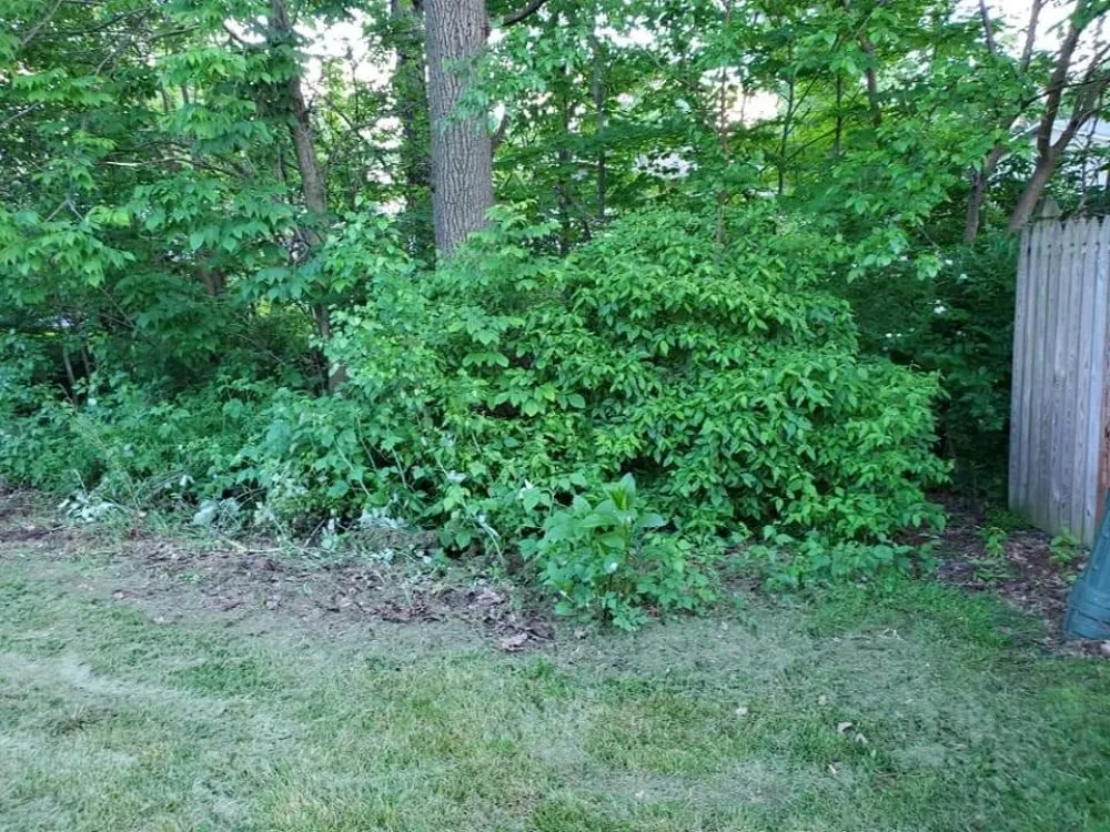 Professional landscape design near you across Fort Wayne, IN - Affordable Landscape Now