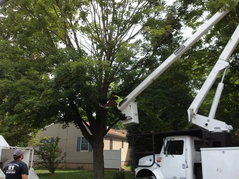 Top-rated yard cleanup service for outdoor upgrades in Hamden, CT by Affordable Landscaping & Tree Service