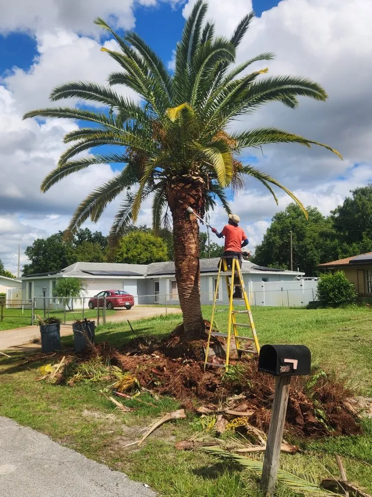 Professional landscape installation in Deltona, FL by Affordable Landscaping and Home Improvement