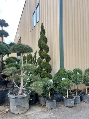 Affordable Landscaping and Tree Care Logo