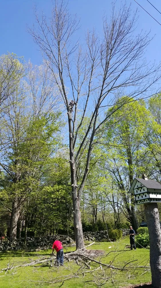 Trusted yard maintenance in Norwich, CT by Affordable Landscaping and Tree Works