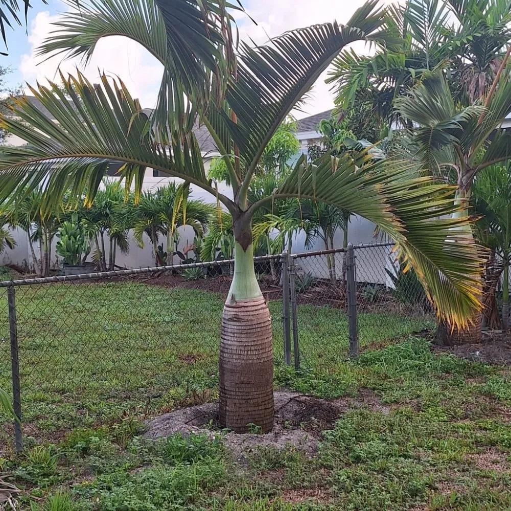 Local outdoor landscaping in Delray Beach, FL by Affordable Landscaping