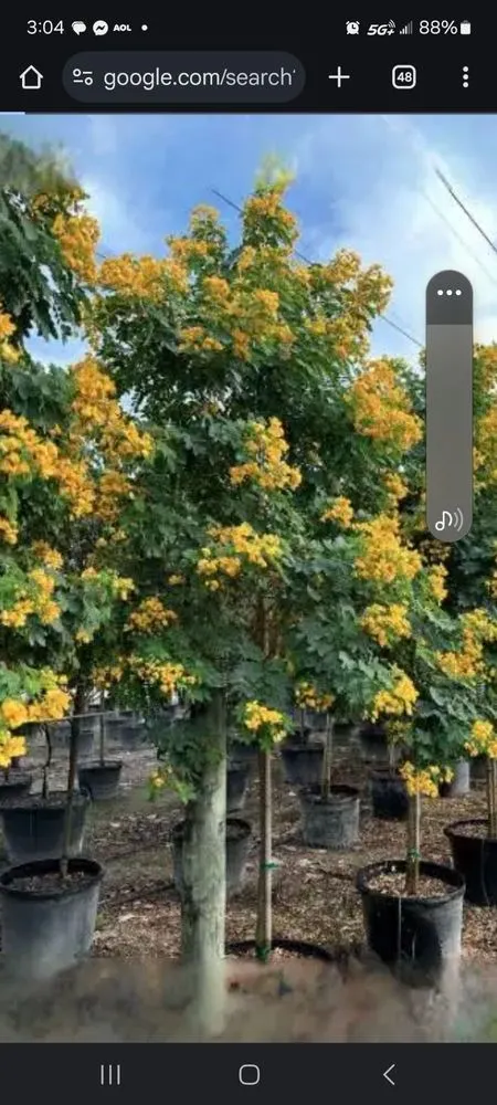 Expert yard cleanup service in Delray Beach, FL - Affordable Landscaping