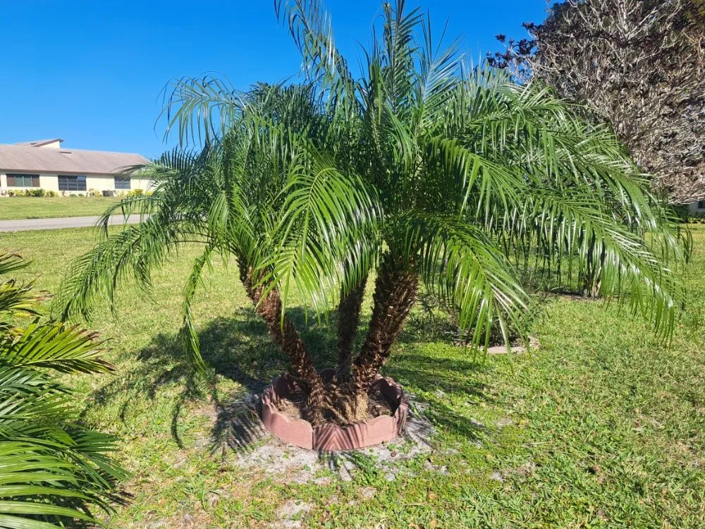 Custom landscape design with custom design in Delray Beach, FL by Affordable Landscaping