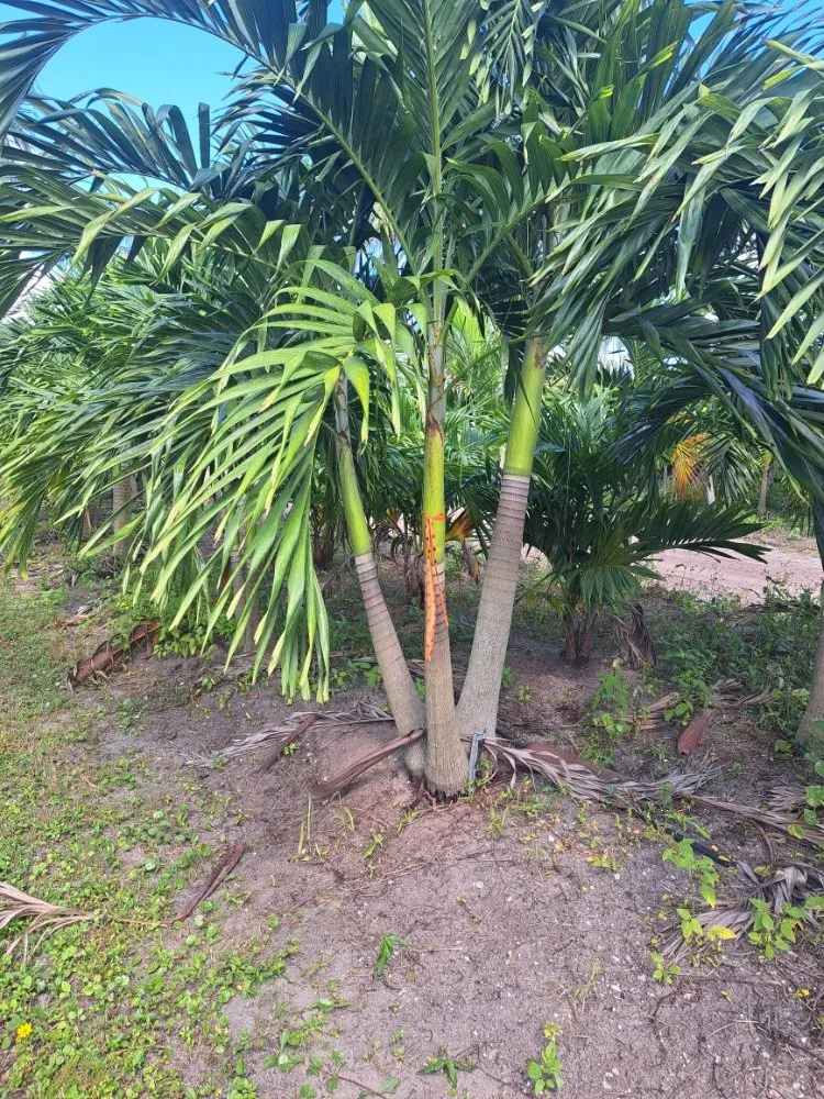 Expert lawn mowing service in Delray Beach, FL - Affordable Landscaping