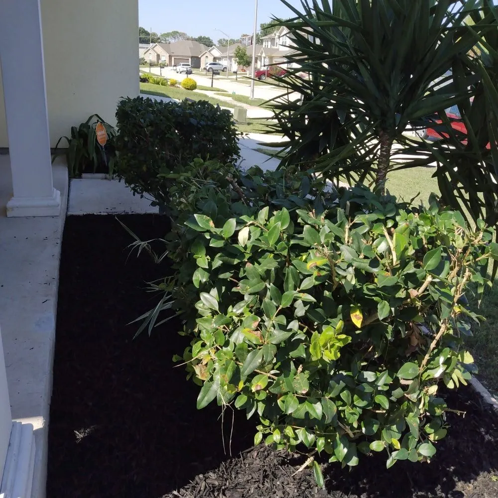 Top-rated yard cleanup service in Metairie, LA - Affordable Landscaping