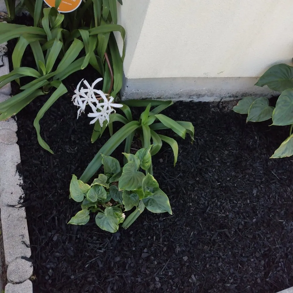 Top-rated landscaping services in Metairie, LA by Affordable Landscaping