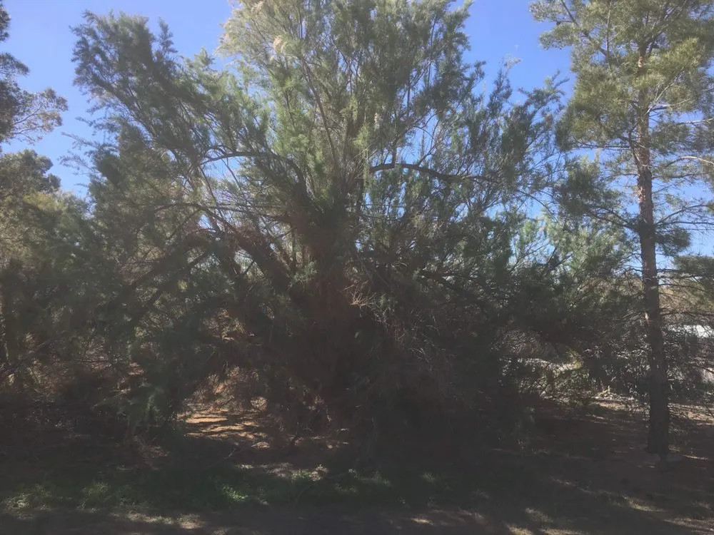 Top-rated landscape installation in Pahrump, NV by Affordable Landscaping