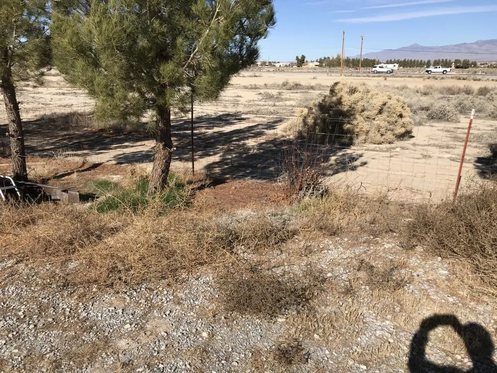 Trusted lawn care service for homes across Pahrump, NV - Affordable Landscaping