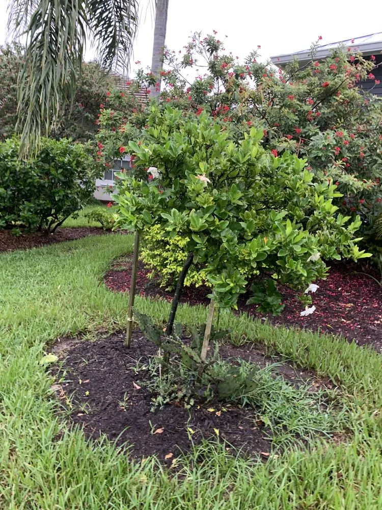 Reliable yard maintenance in Marco Island, FL - Affordable Landscaping Service & Design