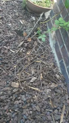 Affordable Lawn Care & Landscape Logo