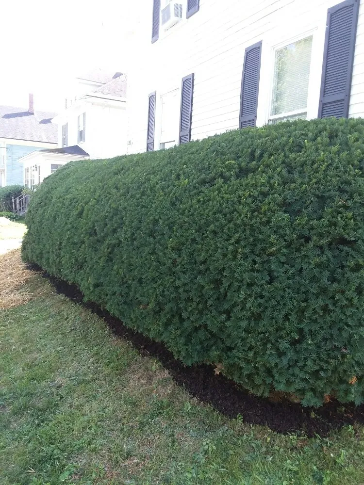 Expert yard maintenance experts serving Glenburn, ME - Affordable Lawn Care & More