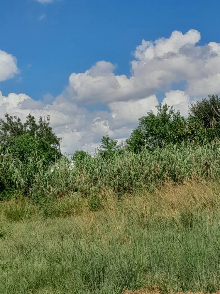 Professional lawn mowing service in Houma, LA - Affordable Lawn Care & Pressure Washing