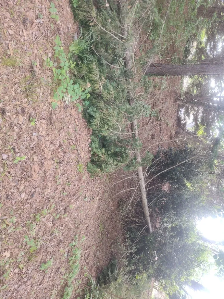 Top-rated lawn mowing service for residential properties across Maiden, NC - Affordable Lawn Care and Junk Removal