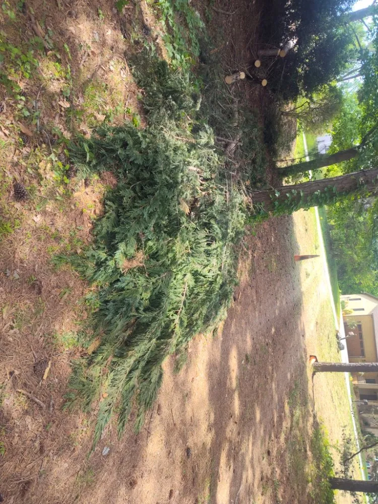 Reliable garden landscaping experts serving Maiden, NC - Affordable Lawn Care and Junk Removal