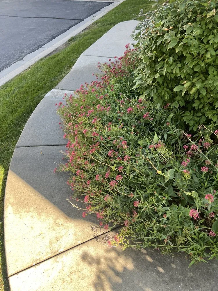 Custom landscaping services in South Salt Lake, UT by Affordable Lawn Care and Landscape