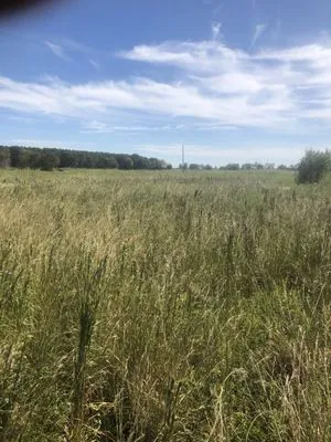 Affordable Lawn Care